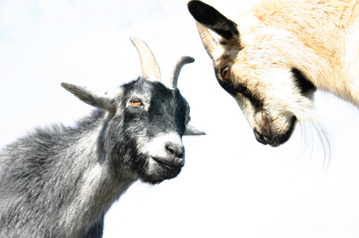 The priest was to select two goats for a sin offering for the people, with one goat chosen by lot to be offered as a sacrifice. Two goats face each other.