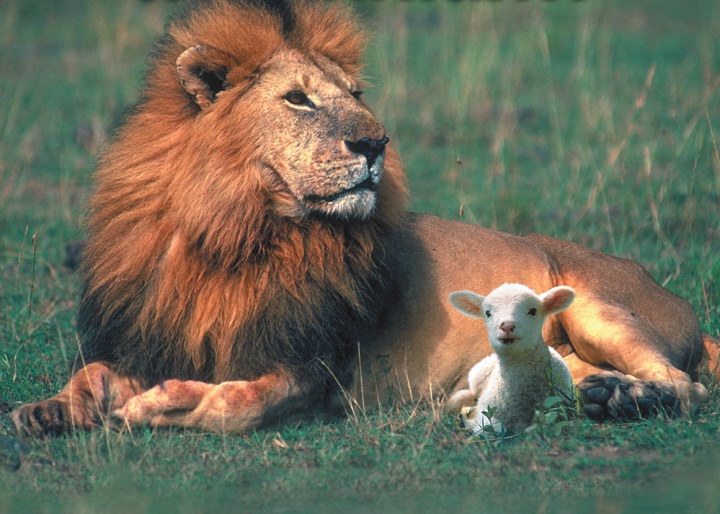 During this 1,000-year period, God will change even the nature of wild animals, reflecting the peace that will descend upon society. Lion and lamb laying beside each other.