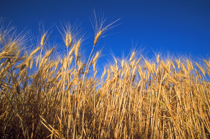 This festival is known by several names that derive from its meaning and timing. Also known as the Feast of Harvest, it represents the firstfruits gathered as the result of the labor of those who completed the spring grain harvests in ancient Israel. Wheat field
