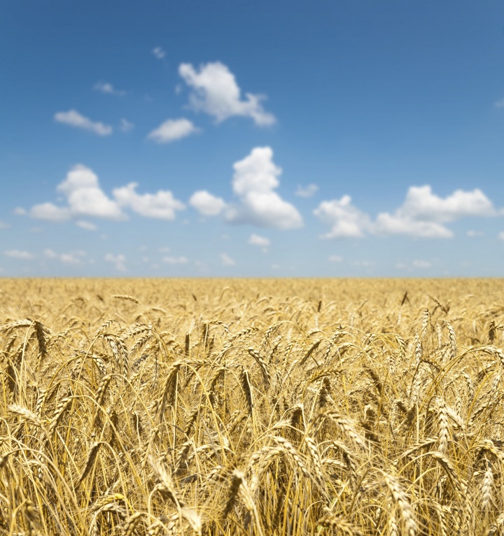 What is the Kingdom of God? Field of golden wheat with blue sky and clouds