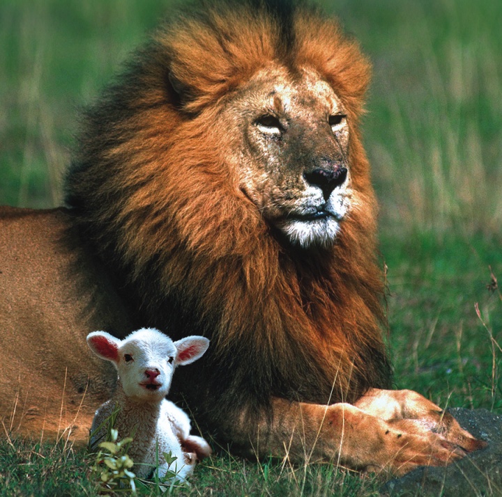 Jesus Christ will return as King of Kings to rule the world in a Kingdom of peace, prosperity and purpose for all. This gospel of the Kingdom of God was at the heart of His teaching. A lion and a lamb beside each other.