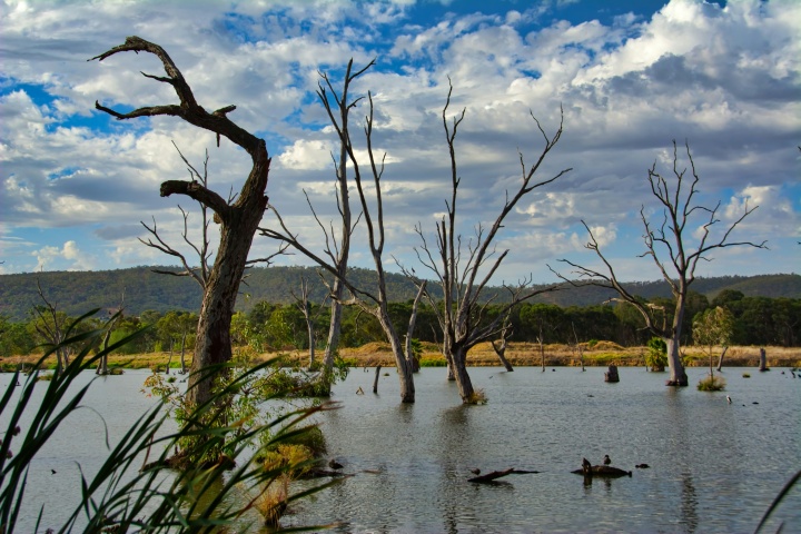 brown leaveless trees standing in a lake